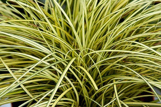 Carex autóctono